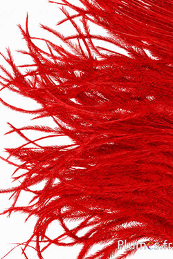 Struisvogel  baardjes - 8-15 cm - rood